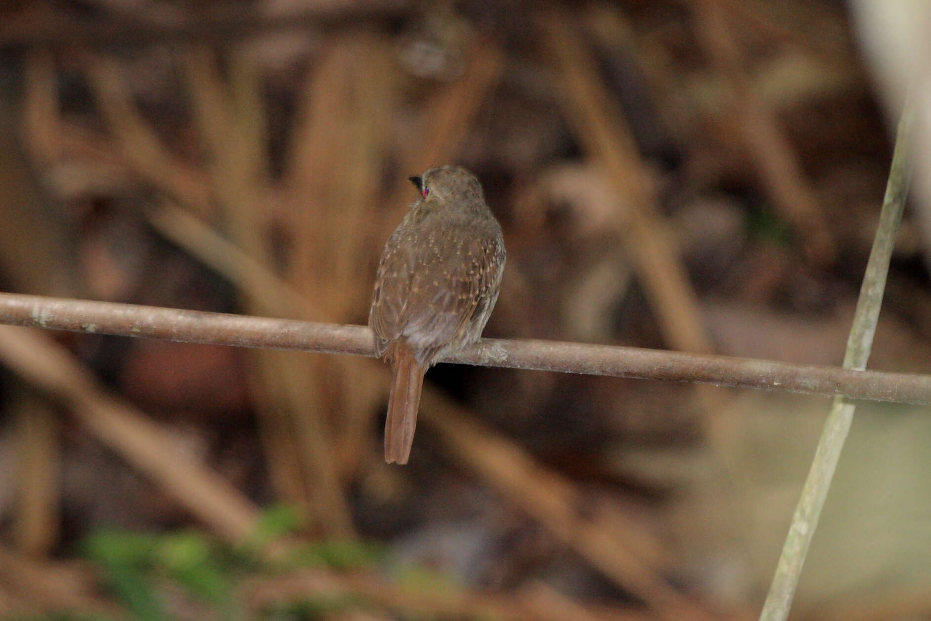 Image of White-whiskered Puffbird