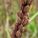 Image of Common snout orchid