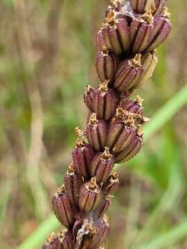 Image of Common snout orchid