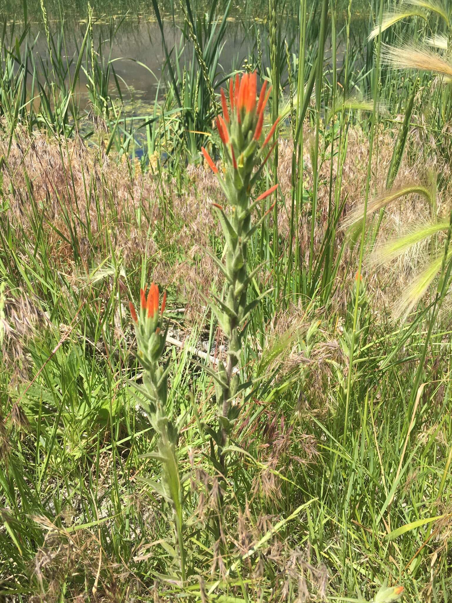 Image of Castilleja minor var. exilis (A. Nelson) J. M. Egger