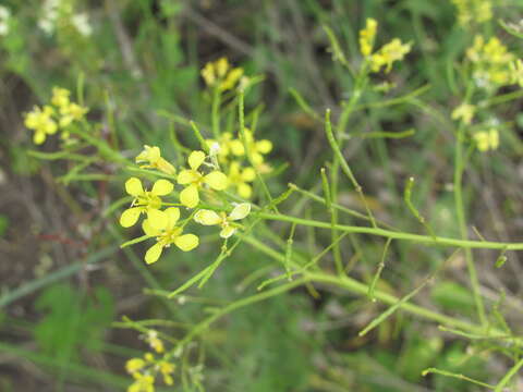 Image of Brassica elongata subsp. integrifolia (Boiss.) Breistr.