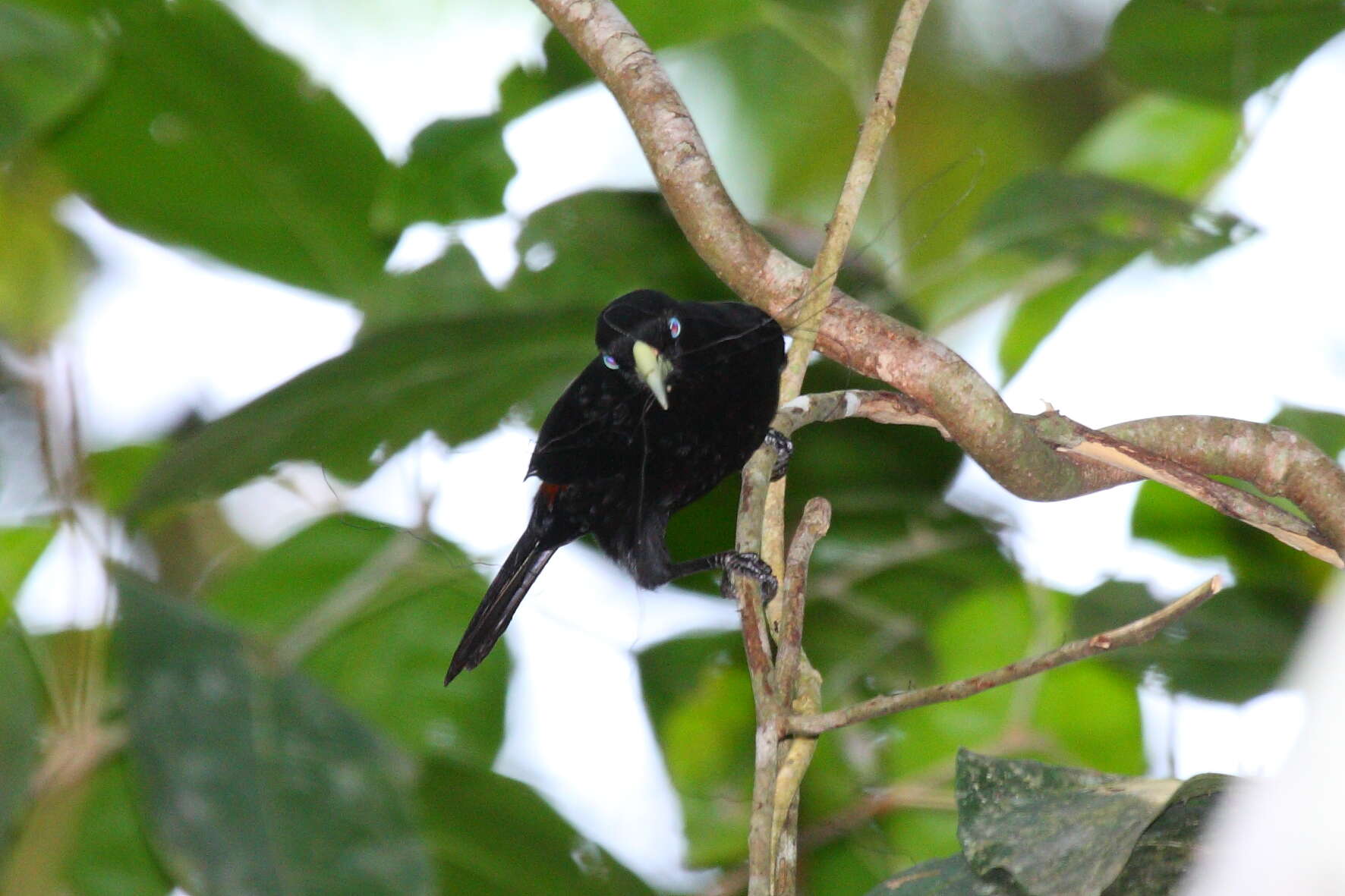 Image of Scarlet-rumped Cacique