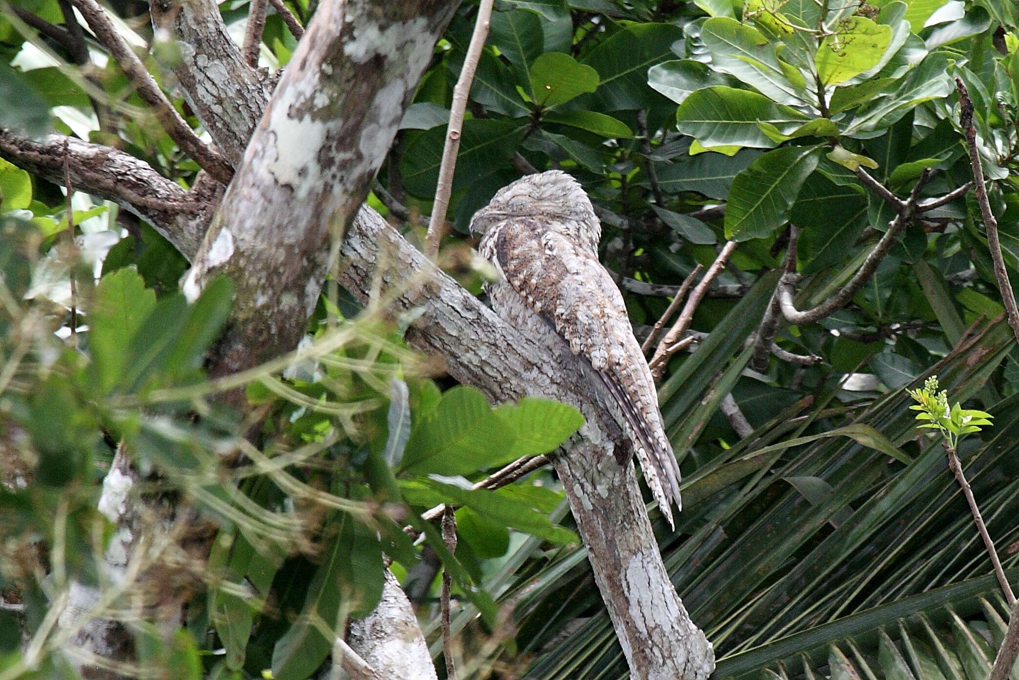 Image of Great Potoo