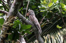 Image of Great Potoo