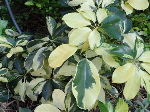 Image of Dwarf Umbrella Tree