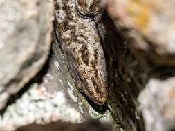 Image of Pacific Gecko