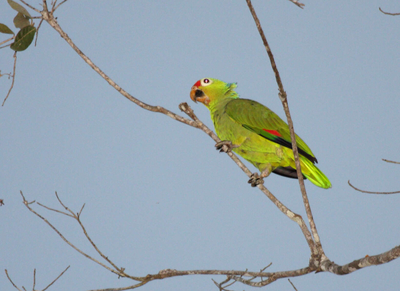 Imagem de Amazona autumnalis (Linnaeus 1758)