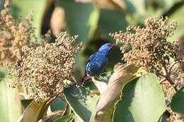 Imagem de Dacnis cayana (Linnaeus 1766)