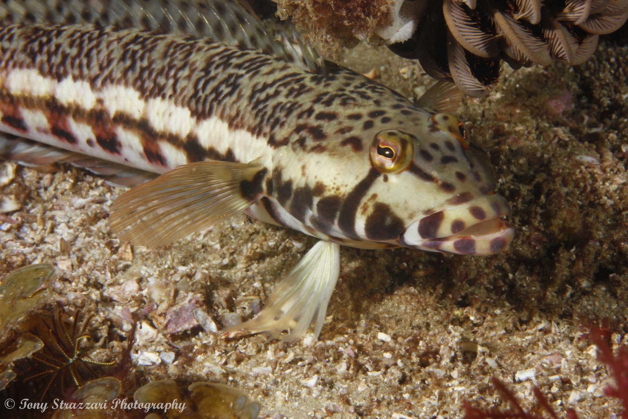 Image of White-streaked sandperch