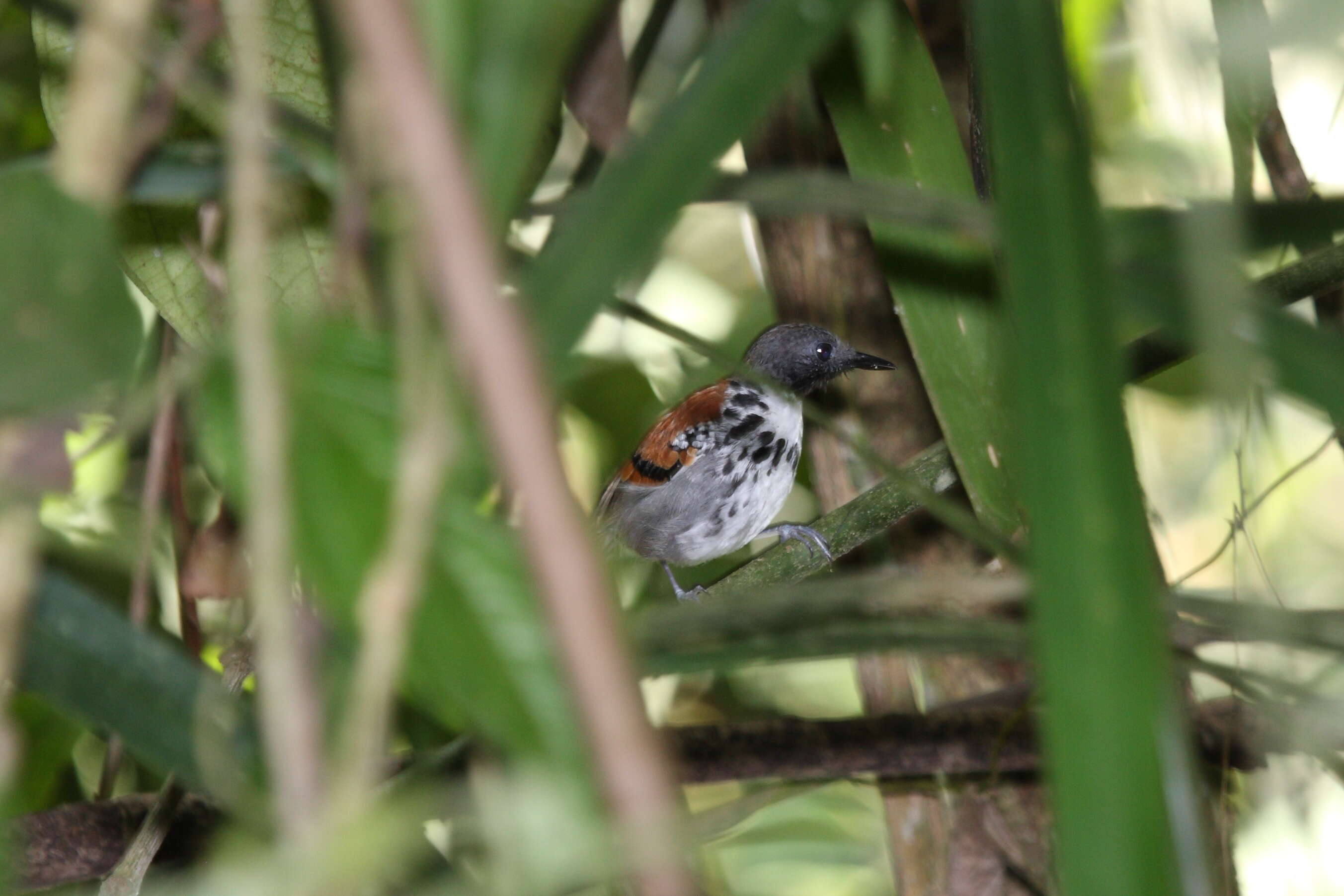 Image of Spotted Antbird