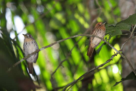 Image of White-whiskered Puffbird