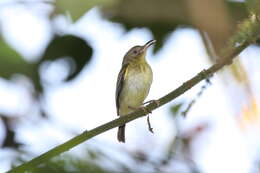 Image of Southern Bentbill