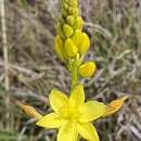 Image of Bulbine glauca (Raf.) E. M. Watson