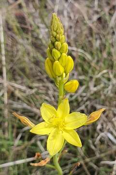 Imagem de Bulbine glauca (Raf.) E. M. Watson