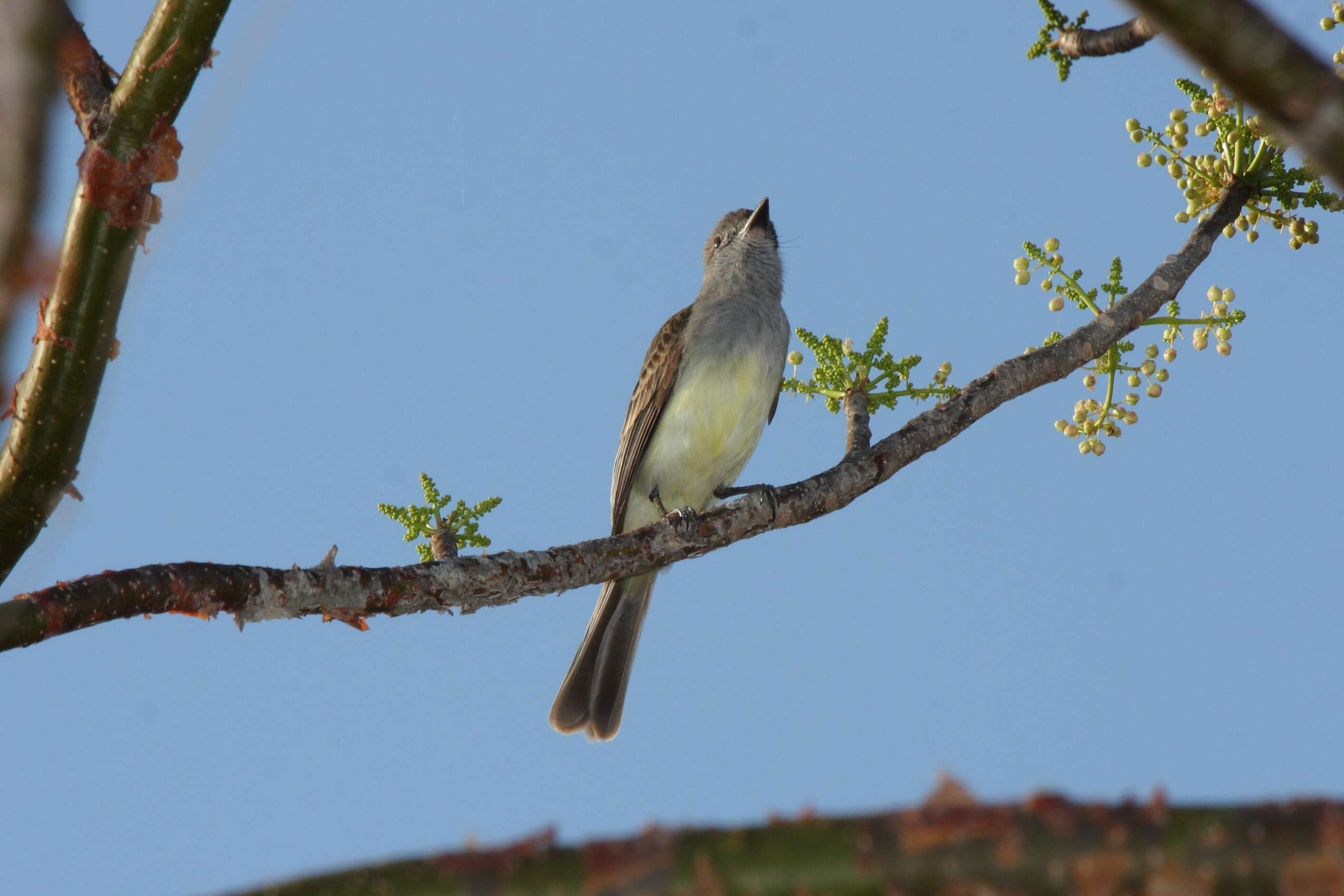 Image of Panama Flycatcher