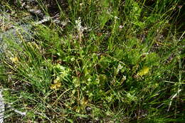 Image of fringed willowherb