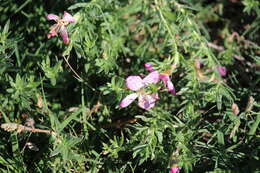 Plancia ëd Oenothera canescens Torr.