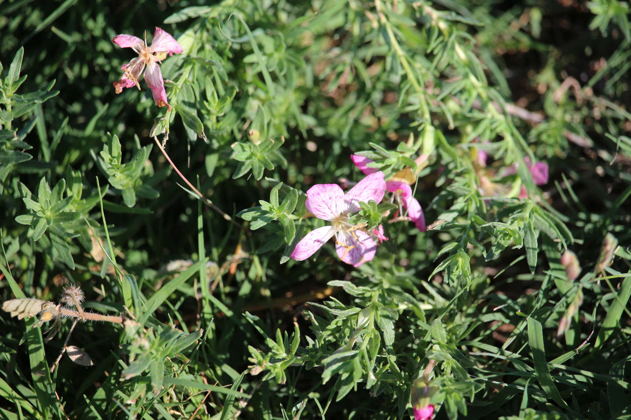 Plancia ëd Oenothera canescens Torr.