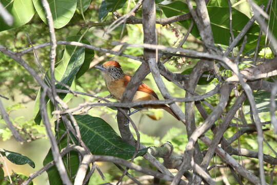 Image of Barred Antshrike