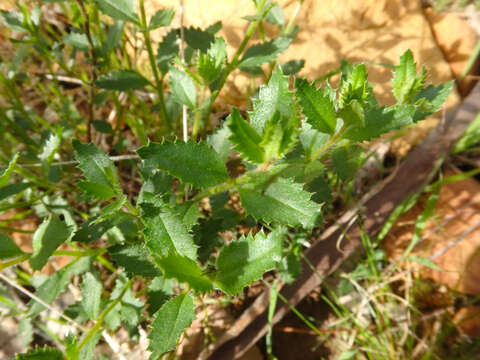 Image of Gonocarpus mezianus (Schindl.) Orchard