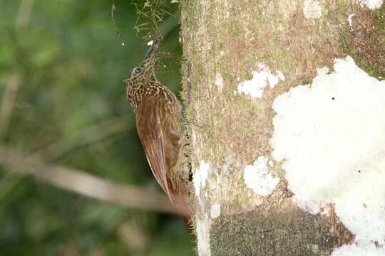 Image of Cocoa Woodcreeper