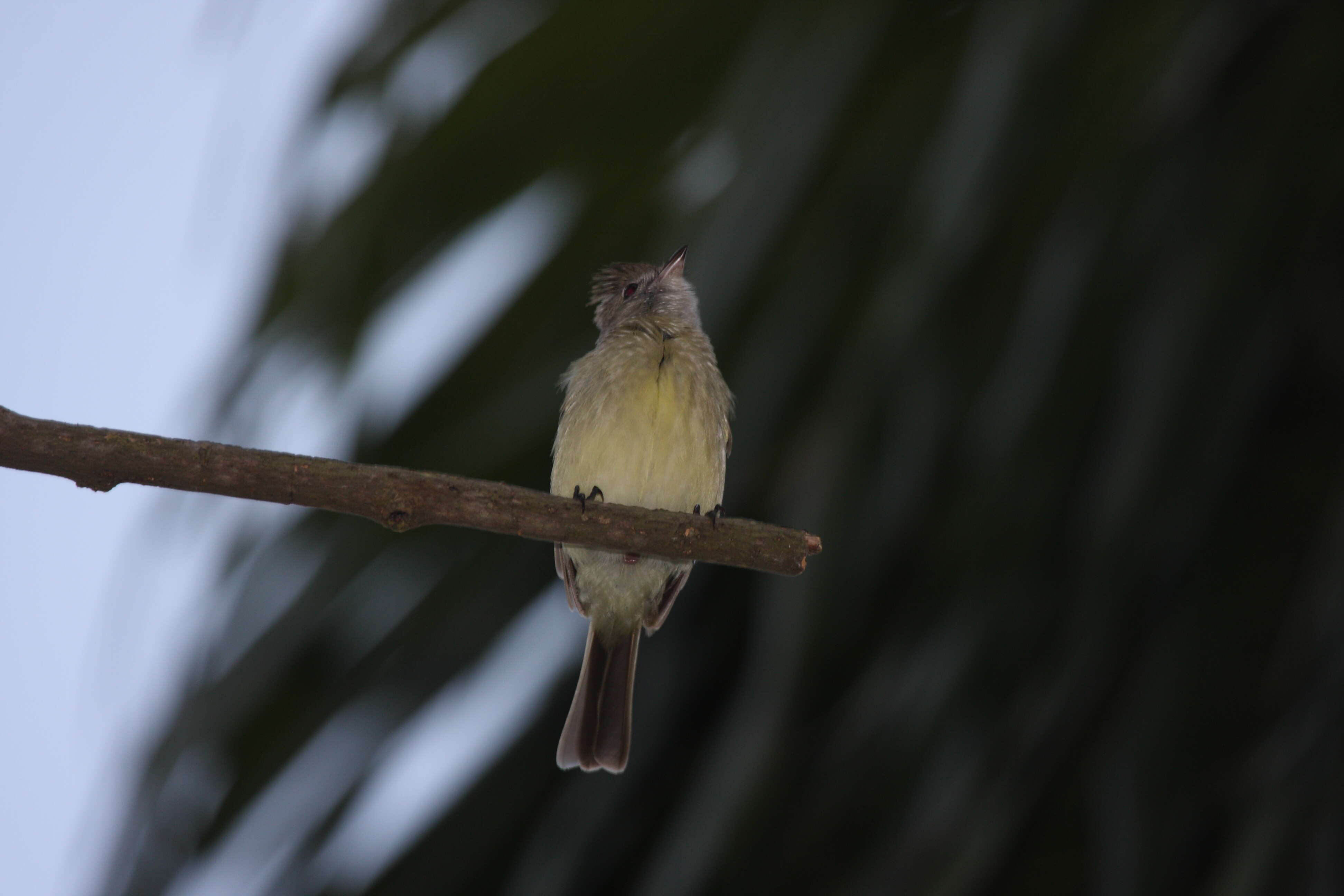 Elaenia flavogaster (Thunberg 1822) resmi