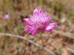 Image of jeweled onion