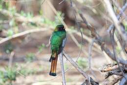 Imagem de Trogon elegans Gould 1834