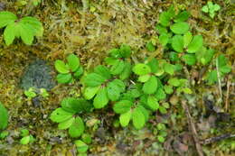 Image of Elatostema strigillosum B. L. Shih & Yuen P. Yang