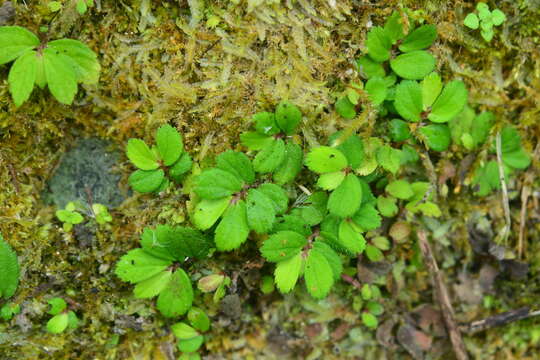 Image of Elatostema strigillosum B. L. Shih & Yuen P. Yang