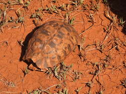 Image of Bell’s hinged tortoise
