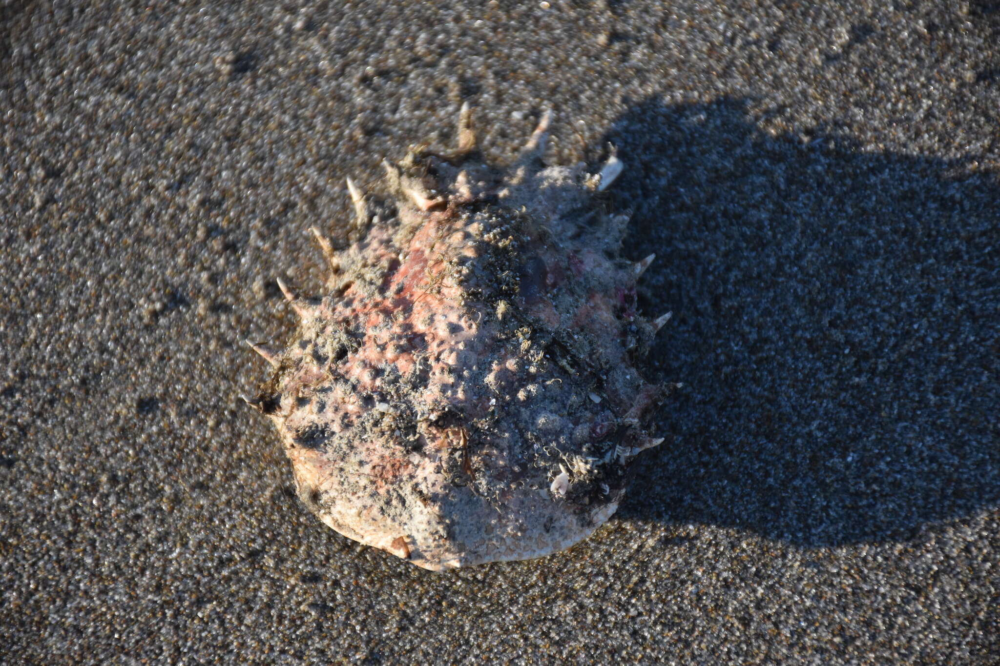 Image of lesser spider crab