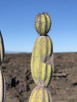 Image de Browningieae