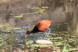 Image of Wattled Jacana