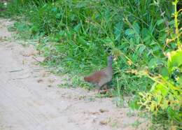 Image of Small-billed Tinamou