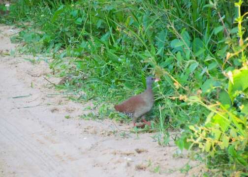 Image of Small-billed Tinamou