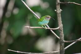 Image of Purple Honeycreeper