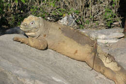 Image de Iguane terrestre de l'île Santa Fe