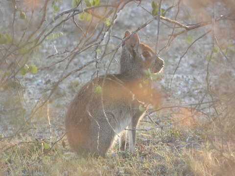 Image of Pediolagus salinicola