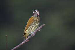 Image of Golden-olive Woodpecker