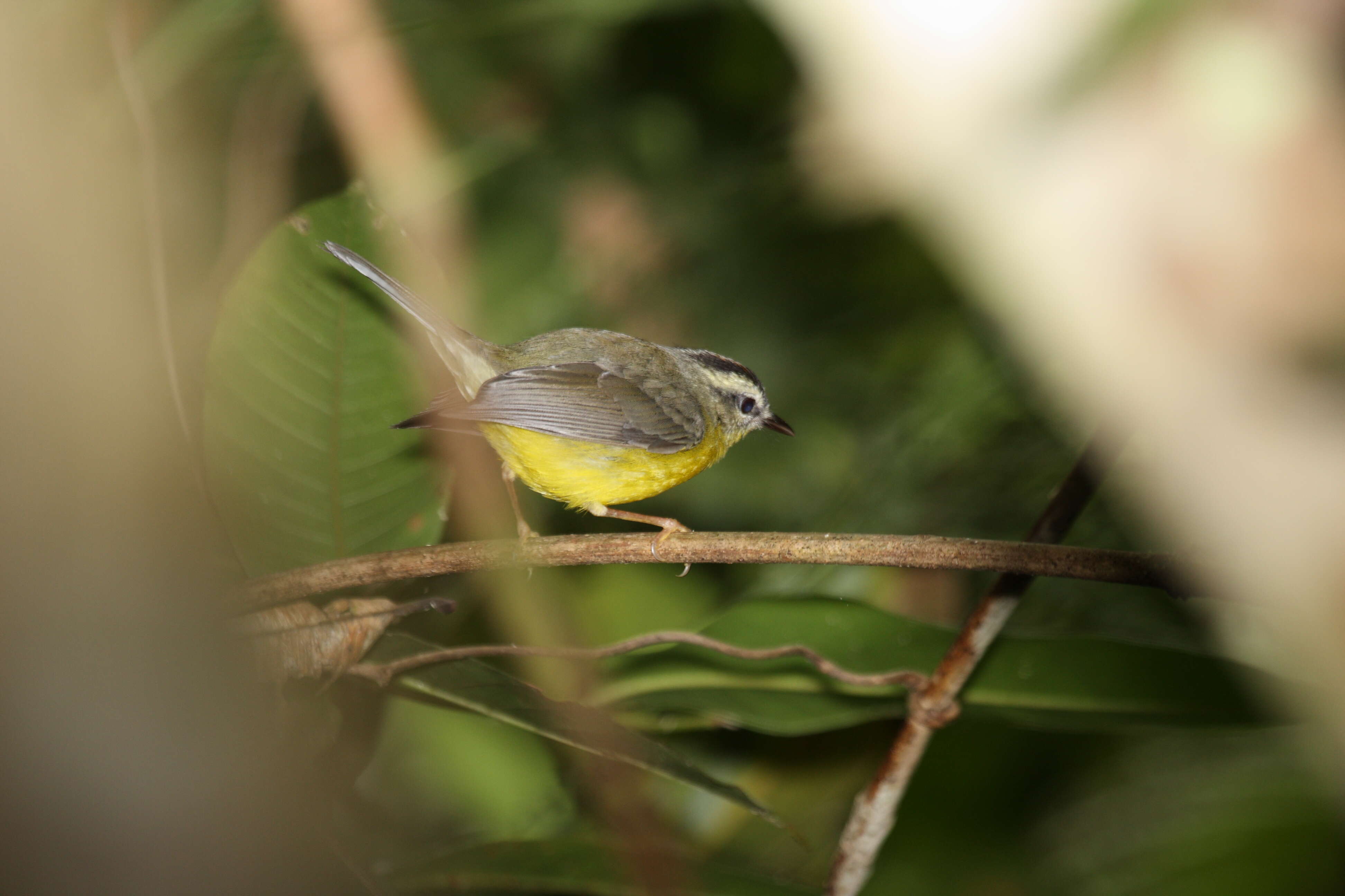 Basileuterus culicivorus (Deppe 1830) resmi