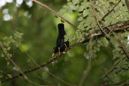 Plancia ëd Turdus flavipes Vieillot 1818