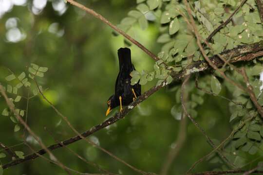 Image of Yellow-legged Thrush