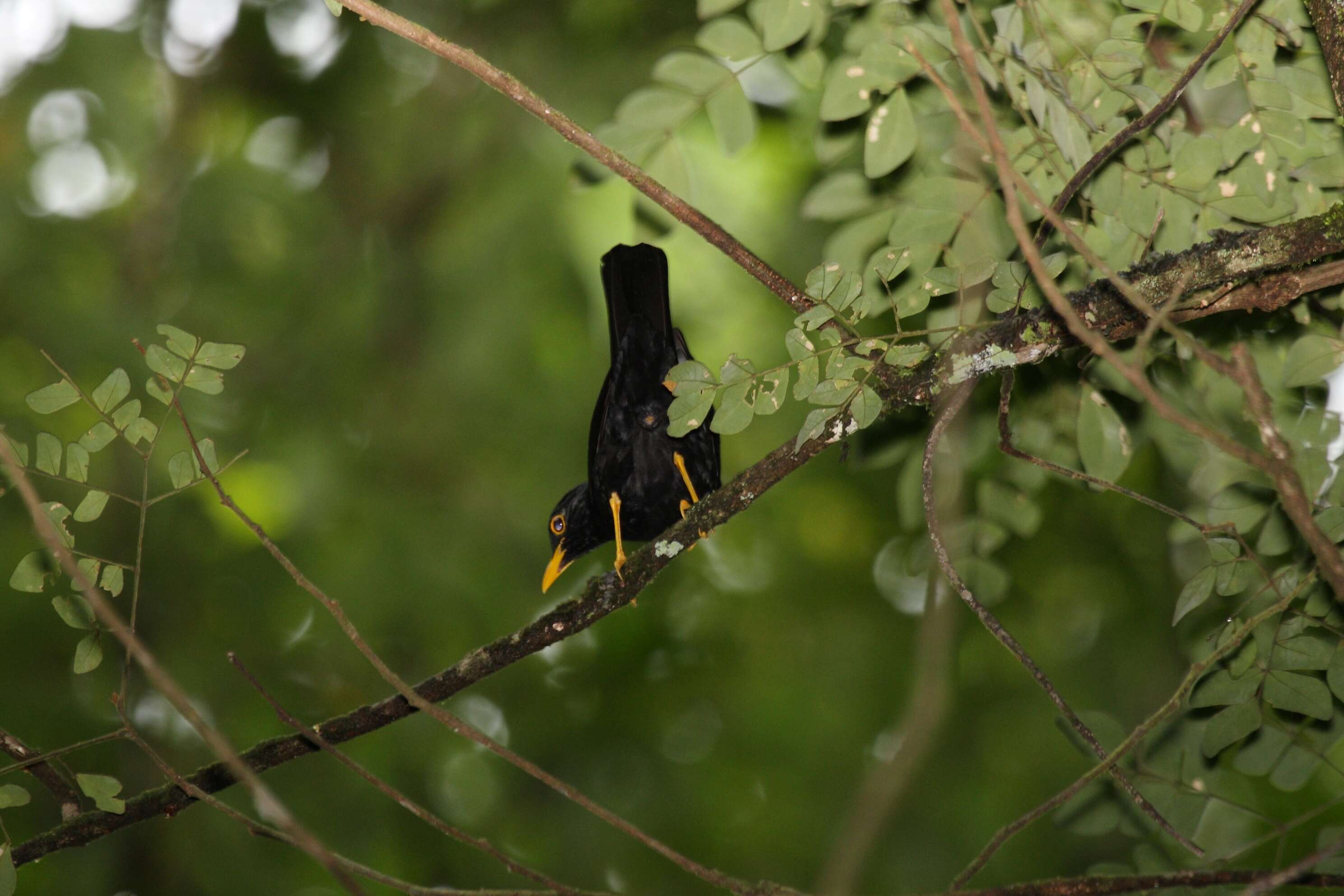 Plancia ëd Turdus flavipes Vieillot 1818