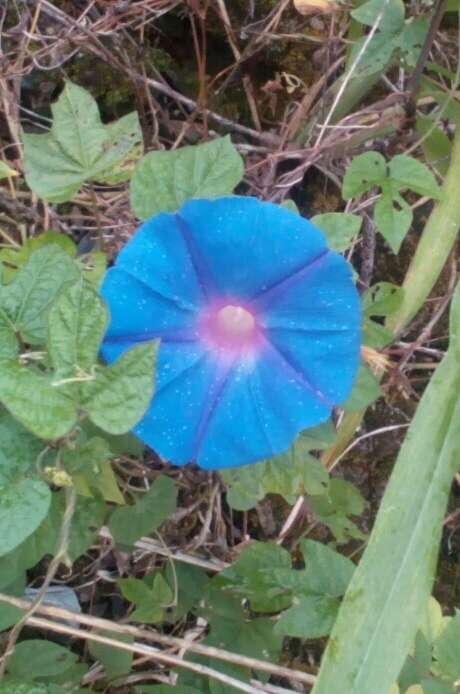 Image of Ololiuqui or Mexican Morning Glory