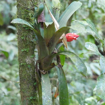 Image of Guzmania desautelsii Read & L. B. Sm.