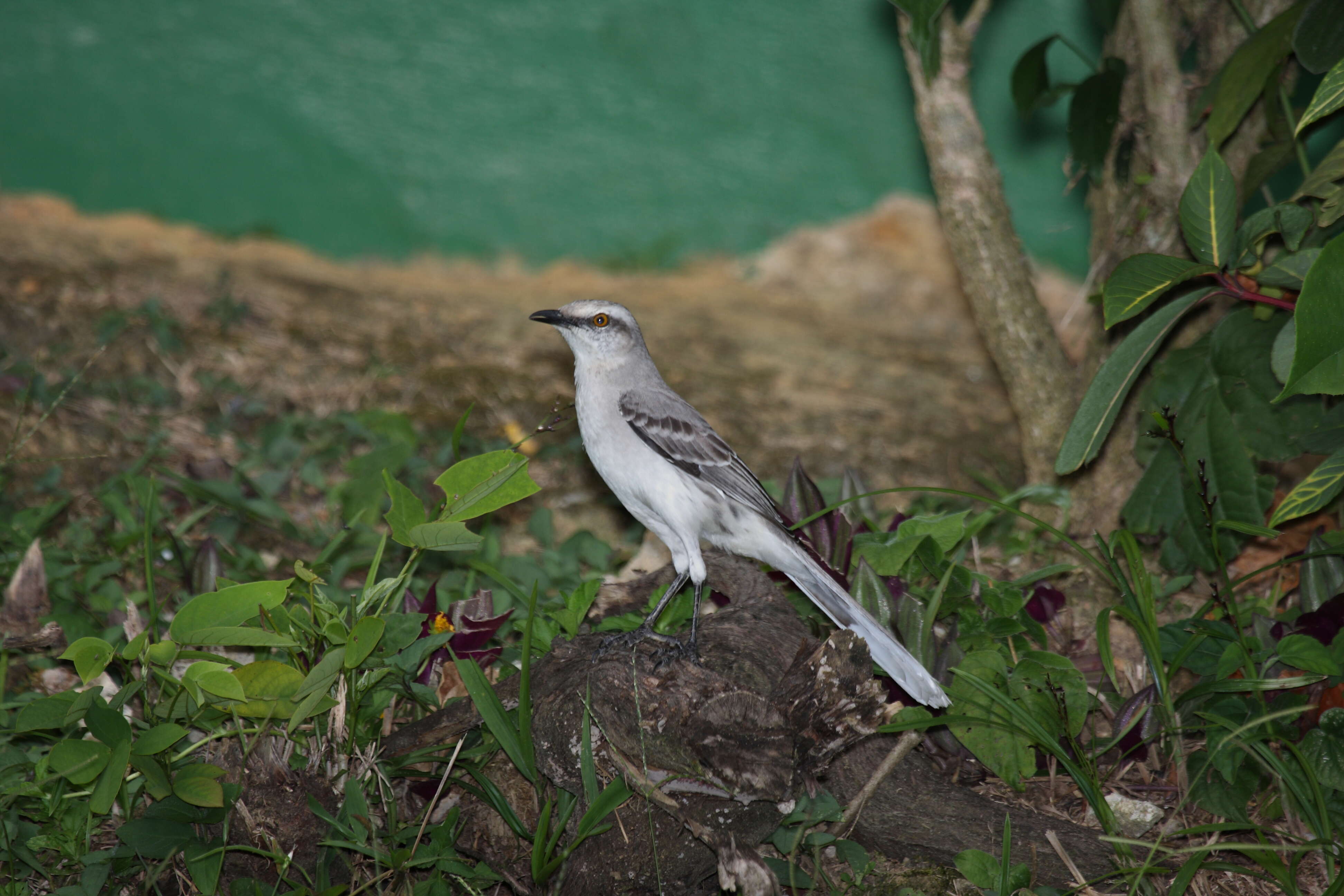 Image of Tropical Mockingbird