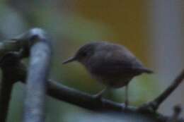 Слика од Troglodytes aedon albicans Berlepsch & Taczanowski 1884