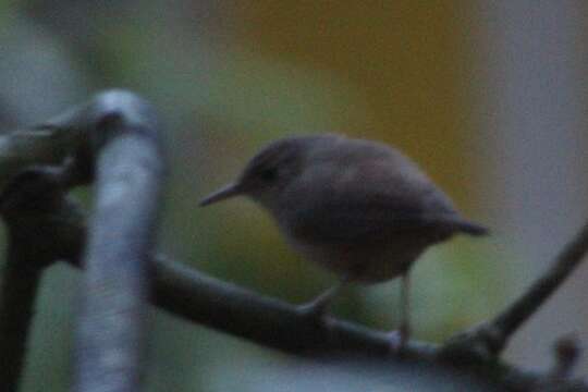 صورة Troglodytes aedon albicans Berlepsch & Taczanowski 1884