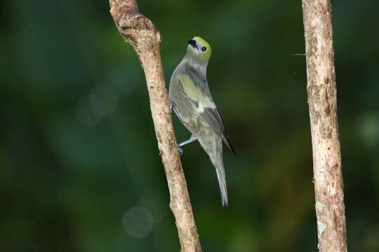 Image of Palm Tanager